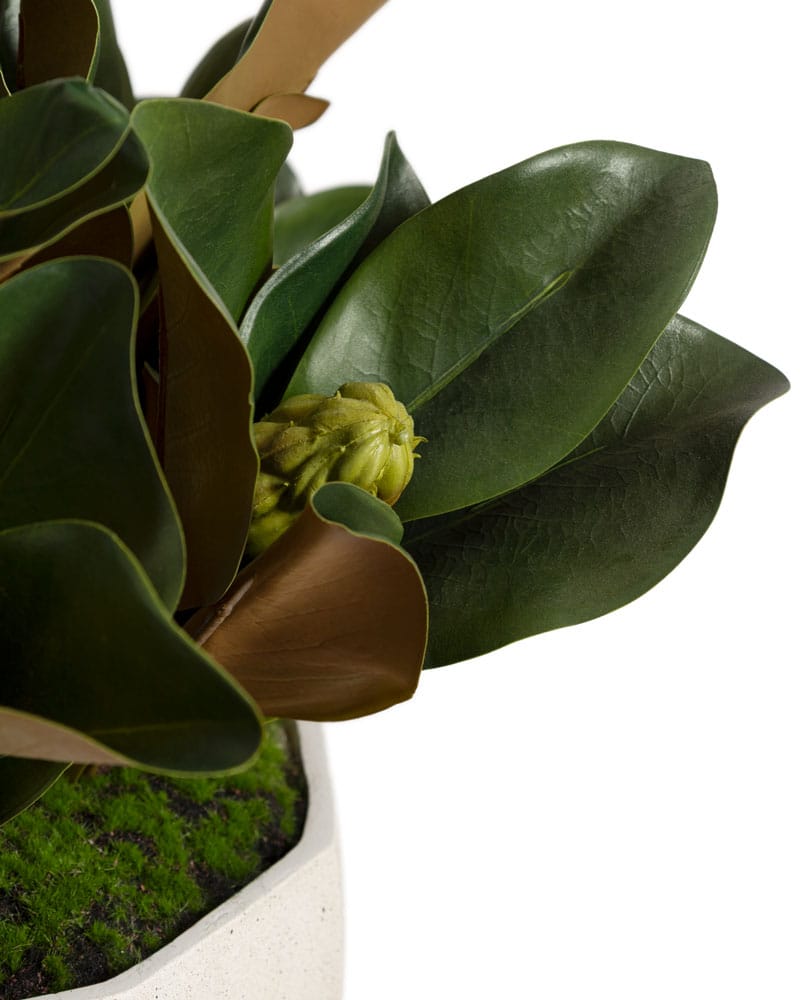Arrangement de feuillage de magnolia en pot géométrique - Décors Véronneau