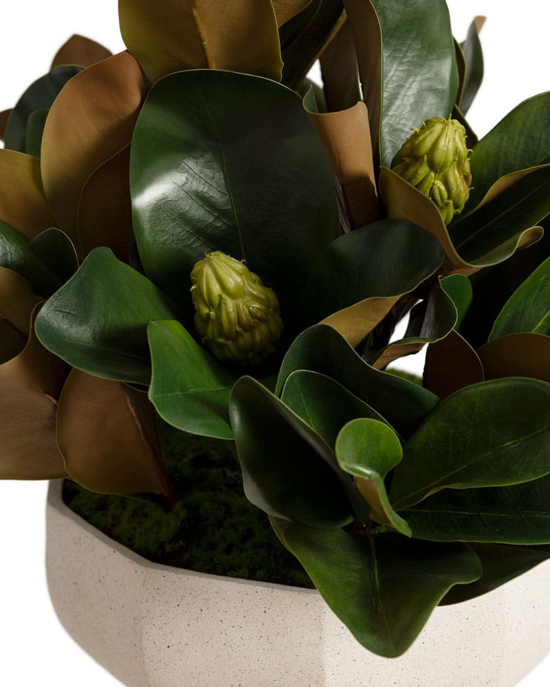 Arrangement de feuillage de magnolia en pot géométrique - Décors Véronneau
