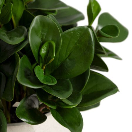 Petit arrangement de feuillage de peperomia vert foncé - Décors Véronneau