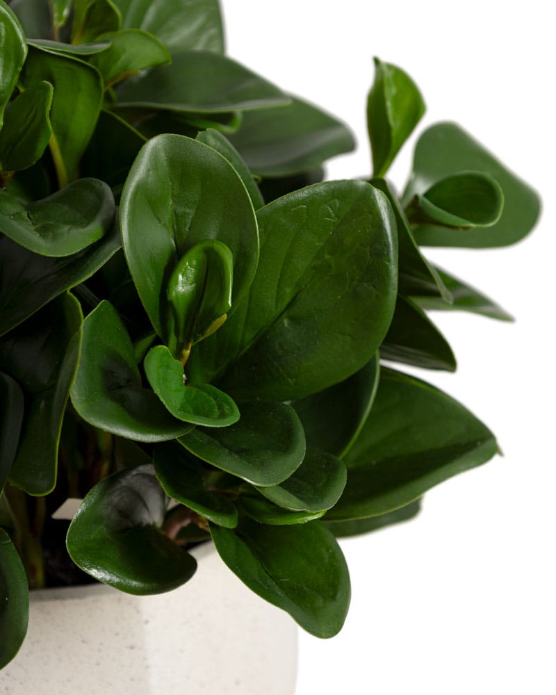 Petit arrangement de feuillage de peperomia vert foncé - Décors Véronneau