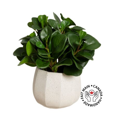 Petit arrangement de feuillage de peperomia vert foncé