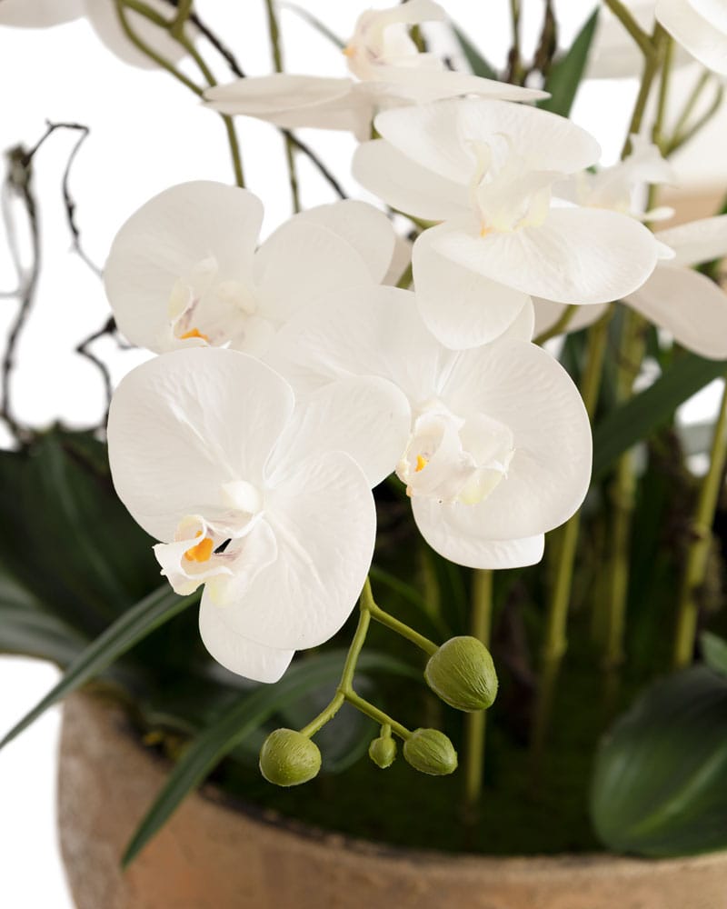 Arrangement d'orchidées blanches dans un bol doré en terre cuite - Décors Véronneau