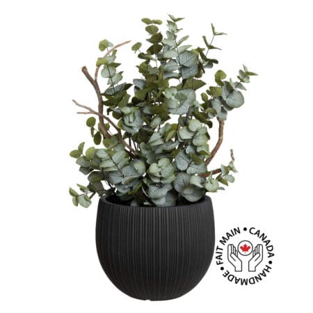 Feuillage d'eucalyptus et branches en pot noir