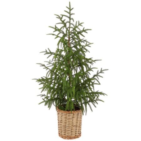Artificial cypress tree in rattan basket, 40''