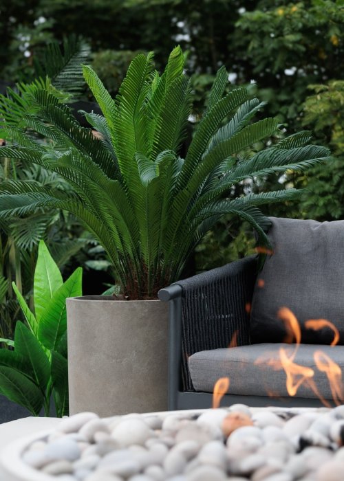 Cycas devant foyer
