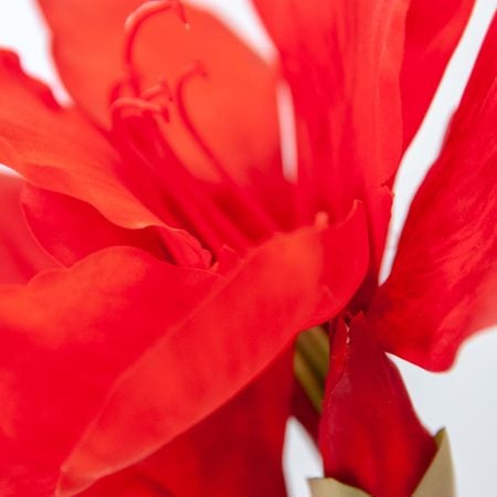 Amaryllis rouge sur tige, 27