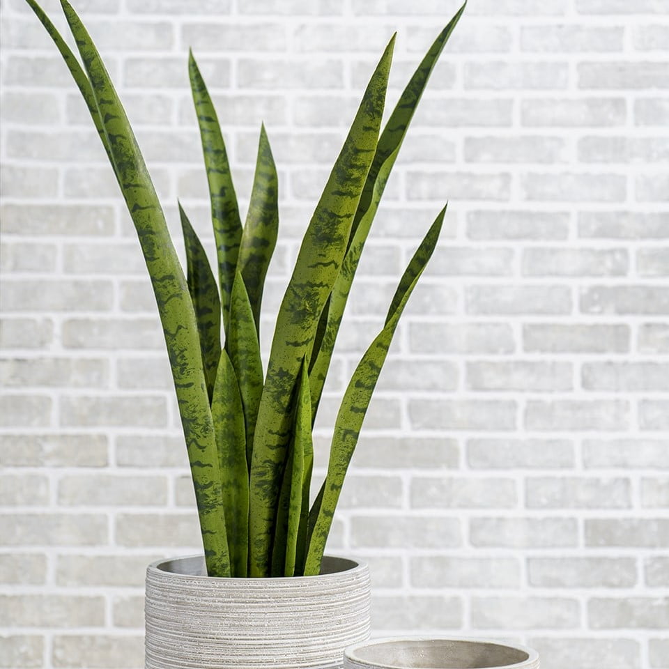 Artificial green snake plant, 30" - Image 5 - Décors Véronneau