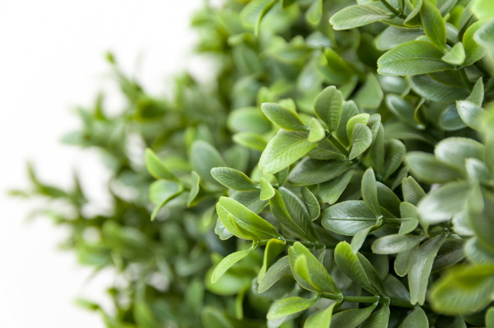 Topiaire de buis simple artificiel, 27'' – Image 3 - Décors Véronneau