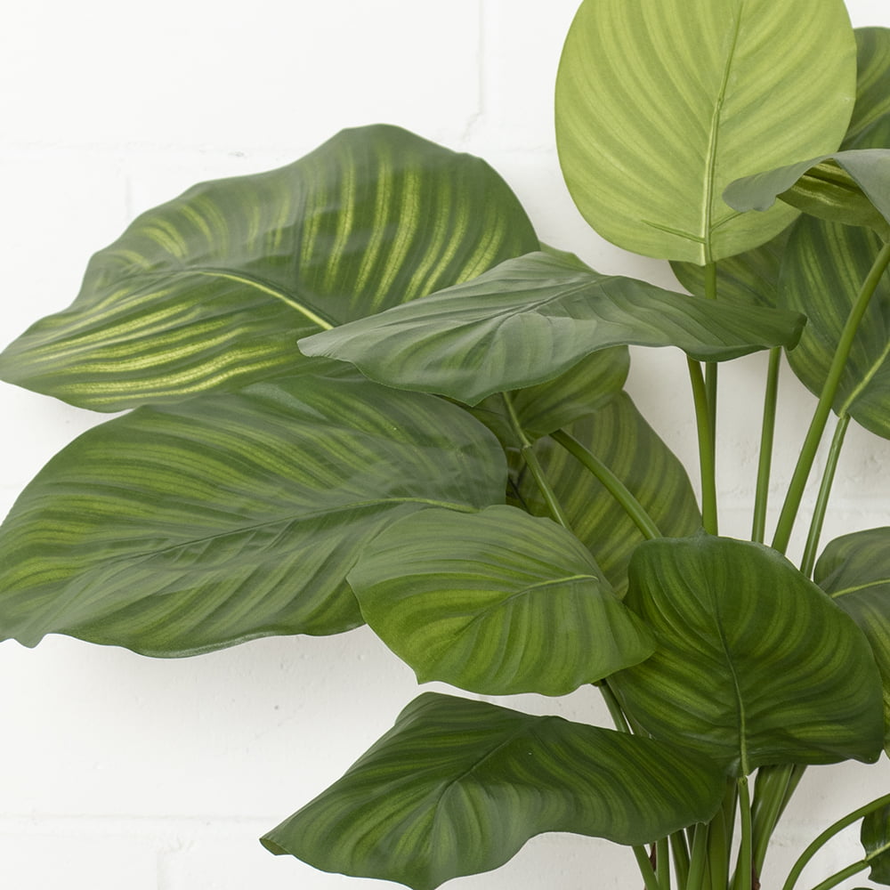 Plante artificielle calathéa fasciata, 31'' – Image 6 - Décors Véronneau