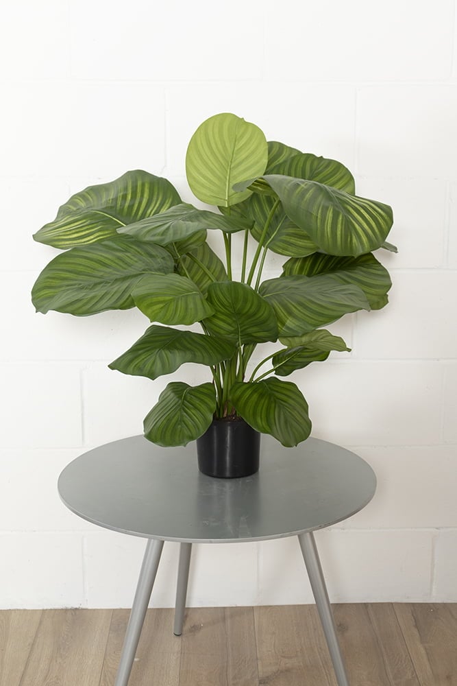 Plante artificielle calathéa fasciata, 31'' – Image 7 - Décors Véronneau