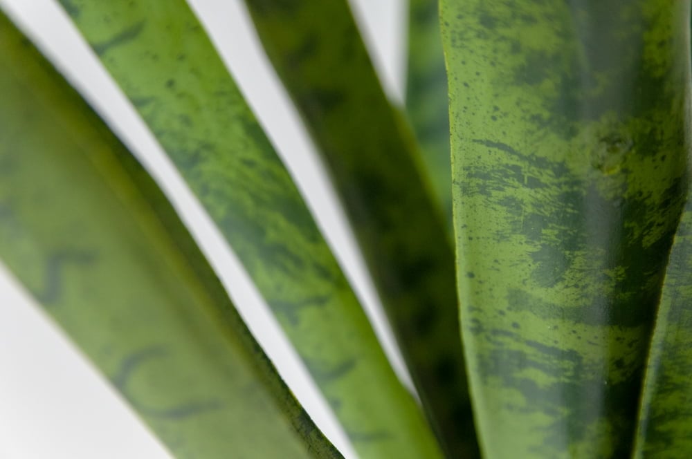 Artificial green snake plant, 30" - Image 7 - Décors Véronneau