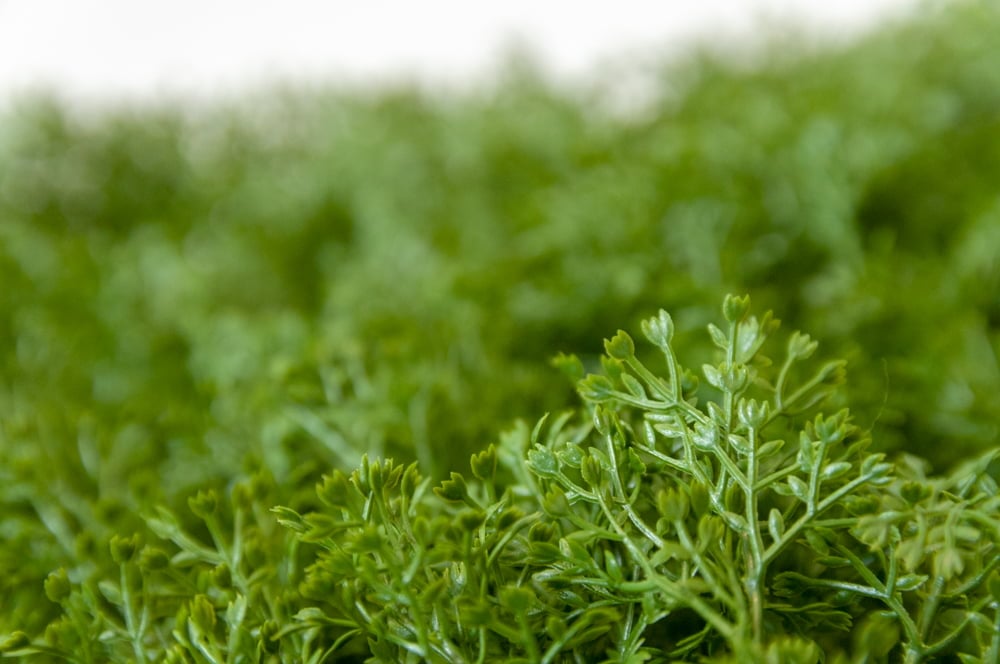 Honey moss square, 10 x 10'' - Décors Véronneau