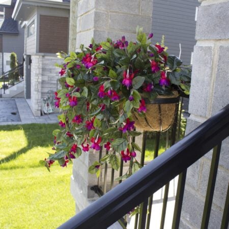 Exterior fuchsia hanging bush, 35
