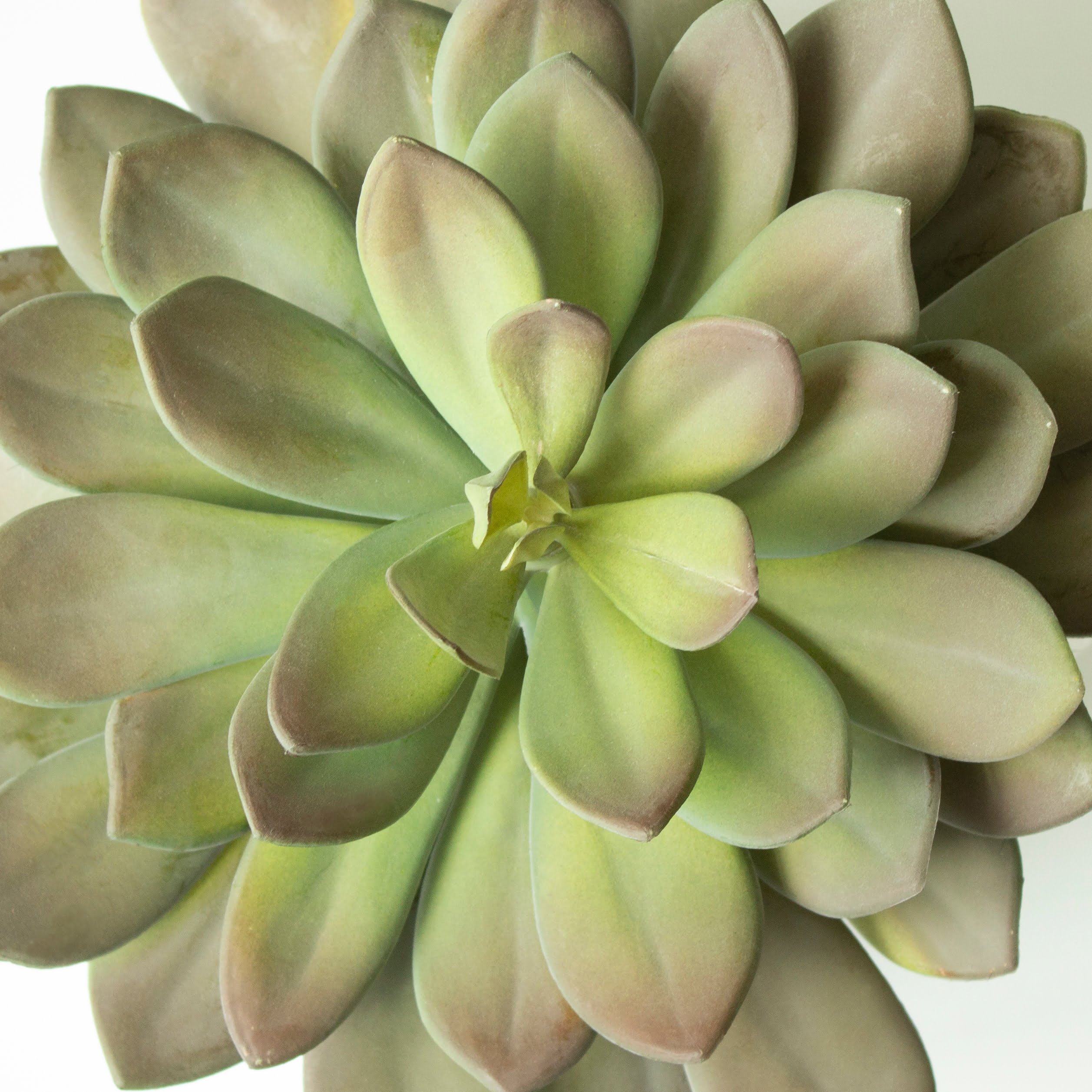 Echeveria, 10