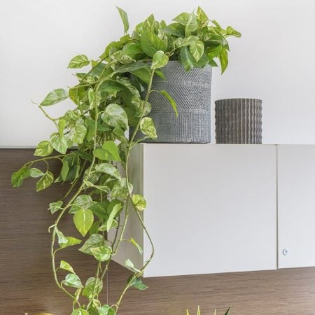 Feuillage de pothos retombant artificiel, 48