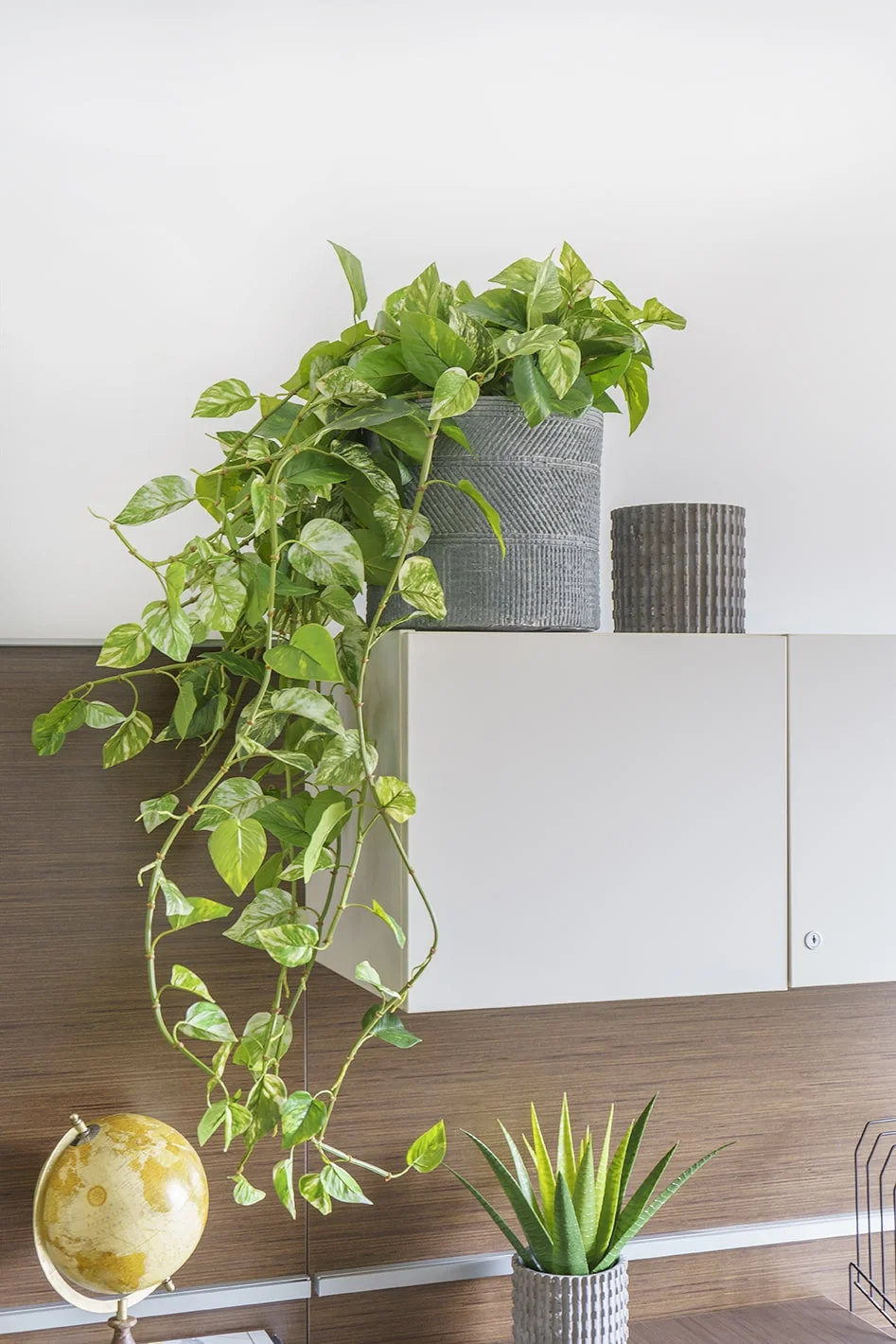 Artificial hanging pothos foliage, 48