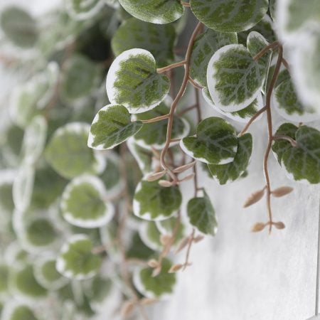 Peperomia retombant panaché artificiel, 18