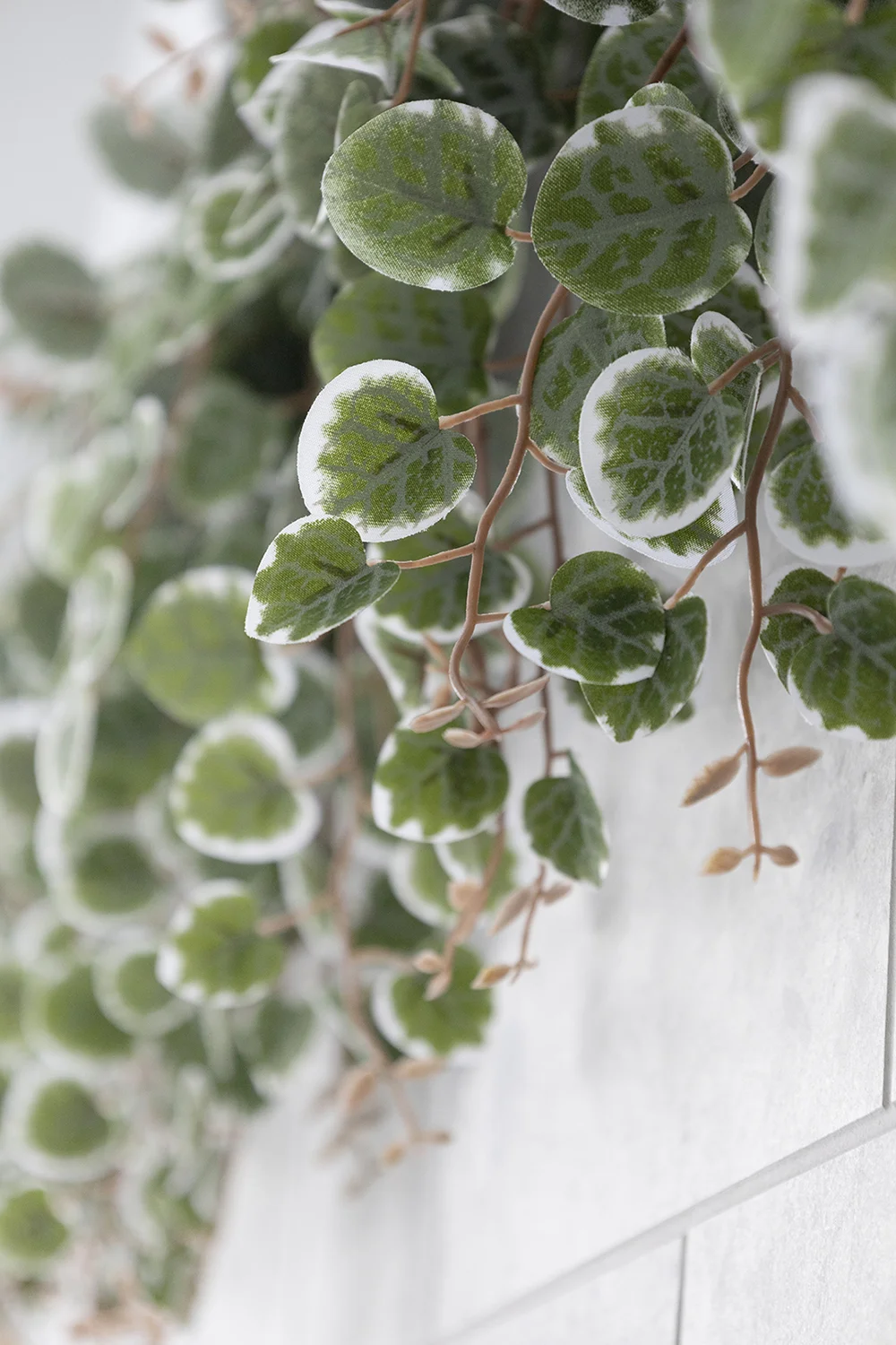 Artificial variegated peperomia trailing plant, 18