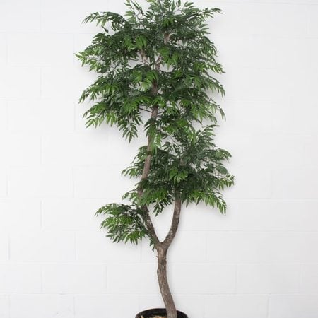 Arbre aralia ming courbé fait main - Décors Véronneau