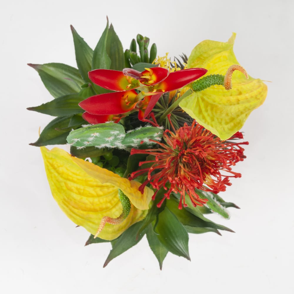 Heliconia Psittacorum Stem, 28