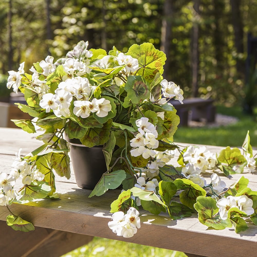 Géranium blanc en pot de culture noir, 22 x 12