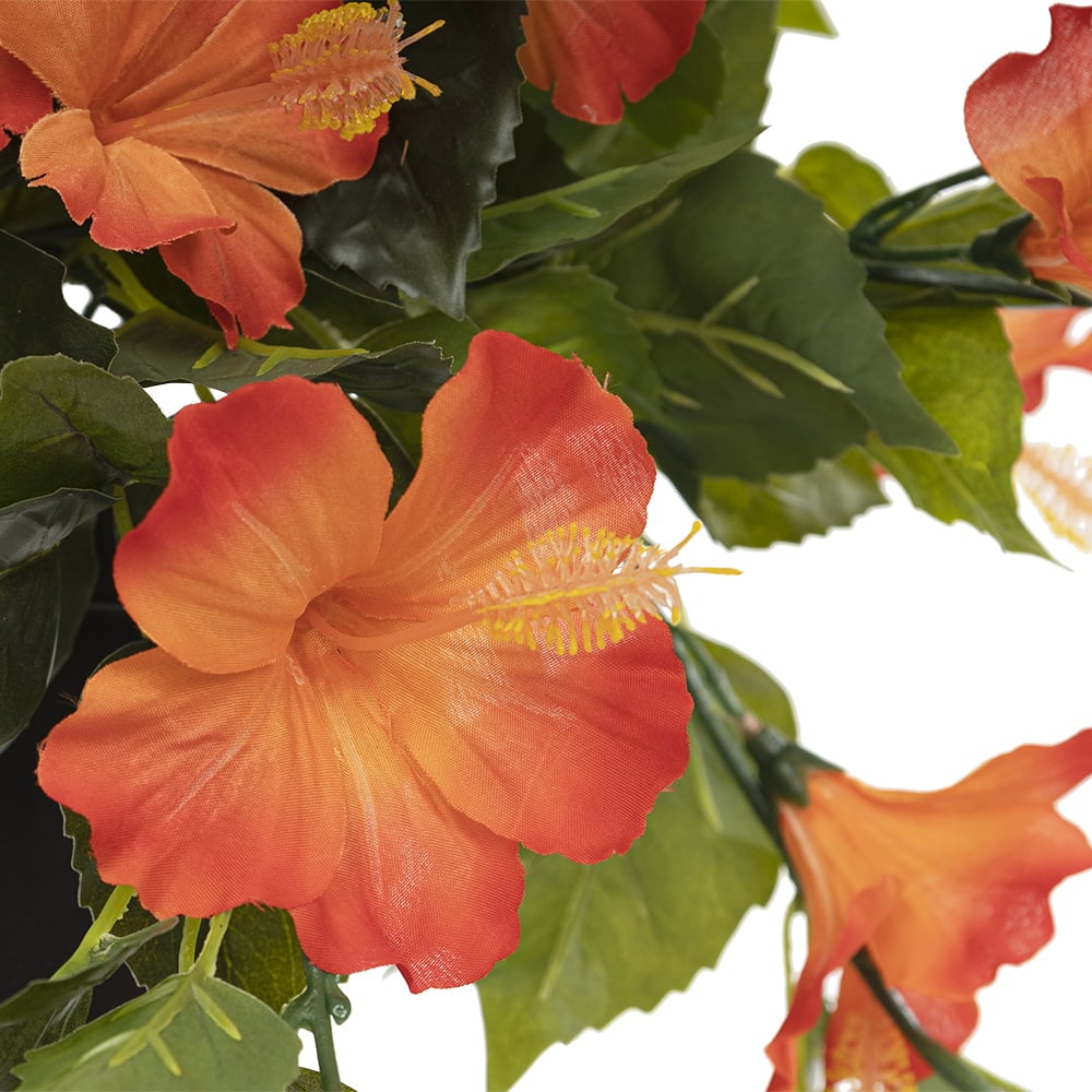 Orange hibiscus in black plastic planter 22 x 12