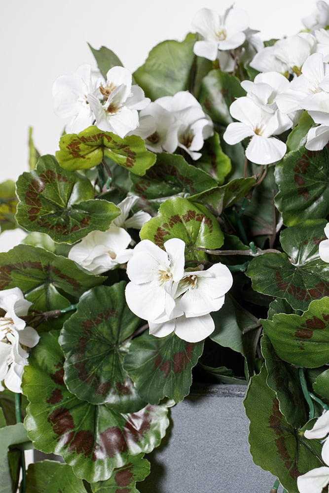 Géranium suspendu extérieur blanc, 35" – Image 3 - Décors Véronneau