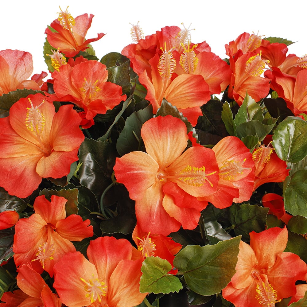 Potted orange hibiscus, 28 x 20