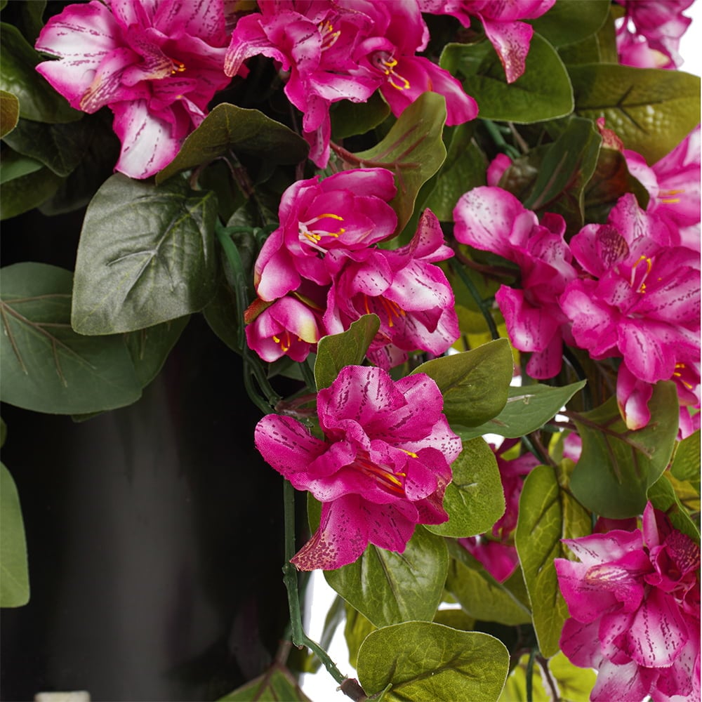 Potted pale pink azalea, 28 x 20