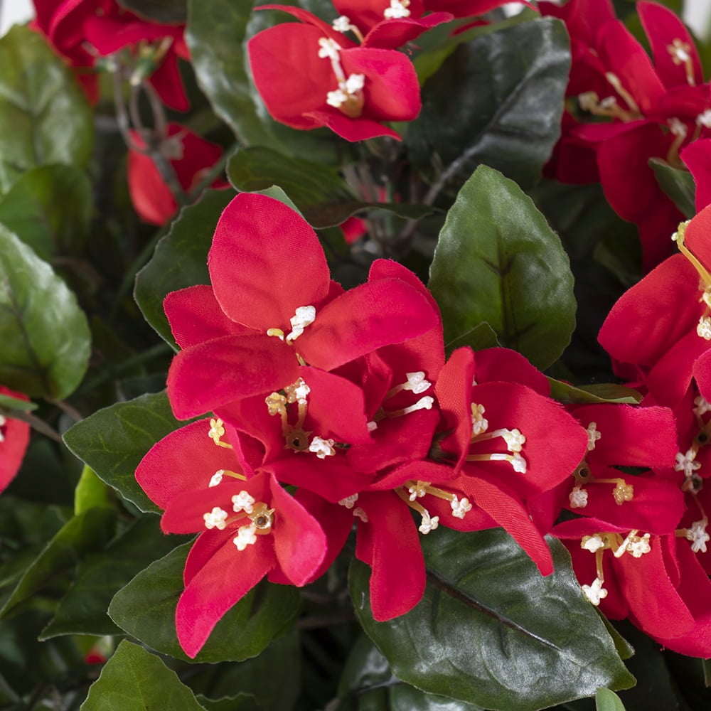 Bougainvillier en pot de culture noir, 28 x 20" – Image 3 - Décors Véronneau