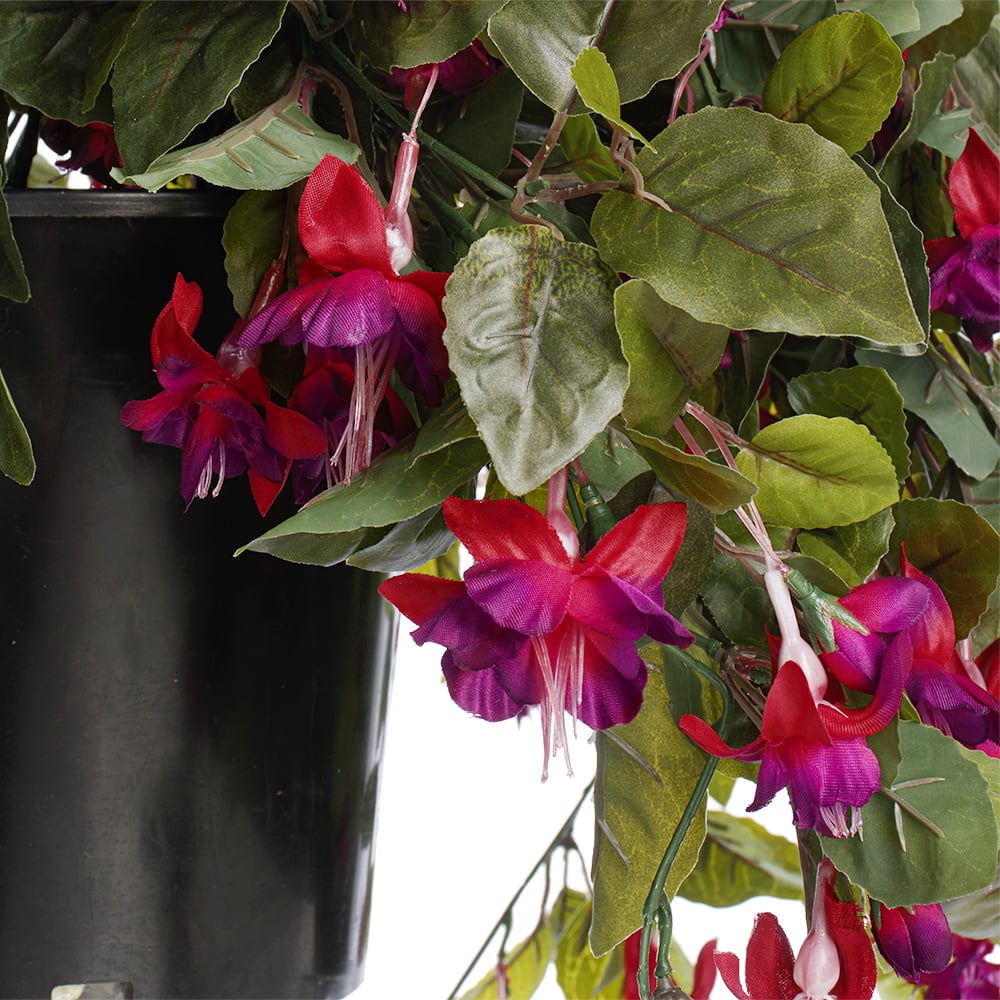 Potted fuchsias, 28 x 20