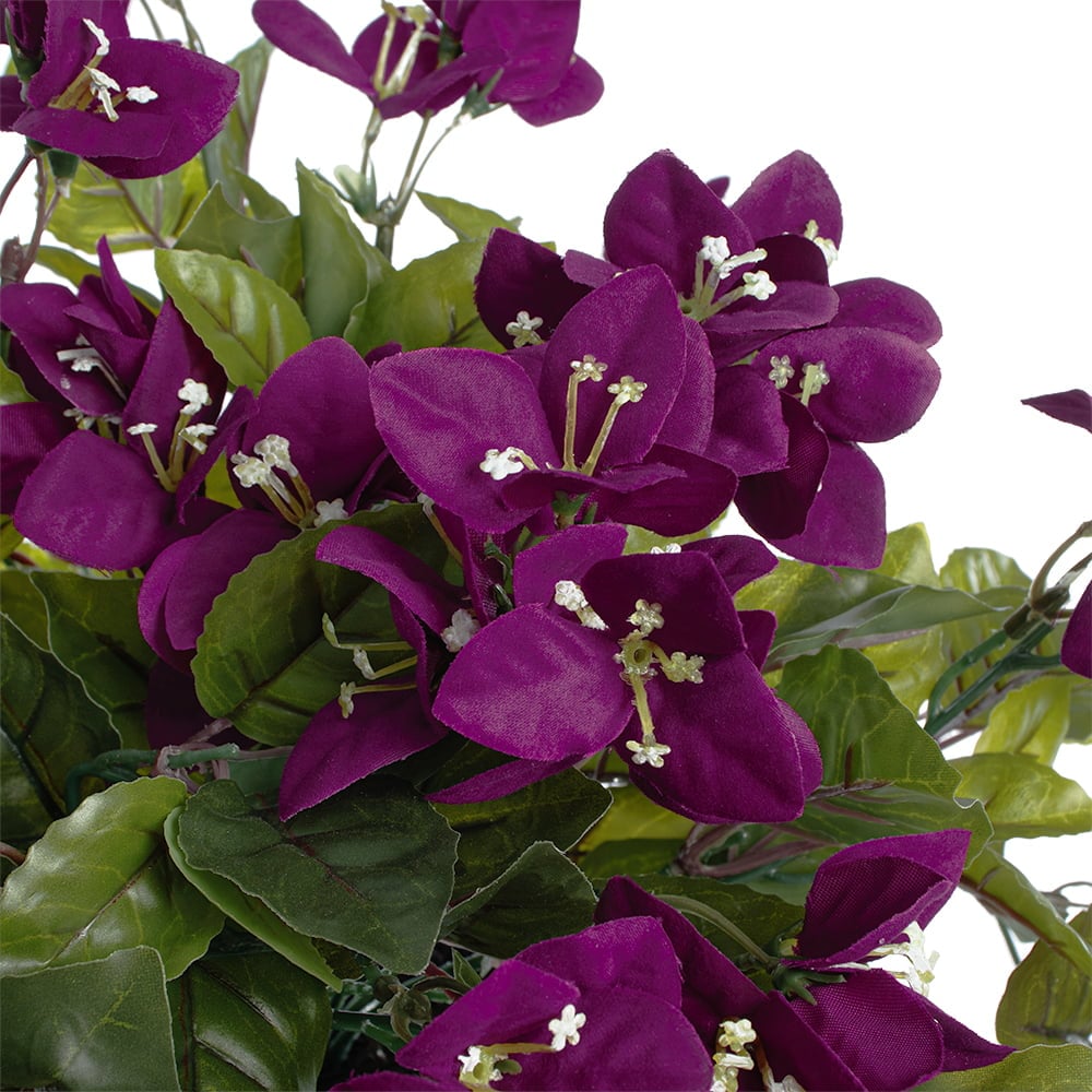 Potted purple bougainvillea, 22 x 12