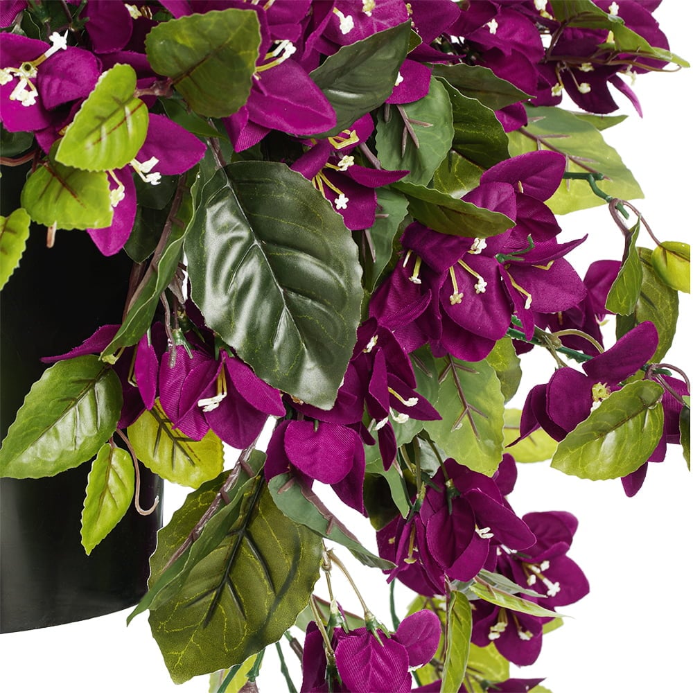 Potted purple bougainvillea, 28 x 20