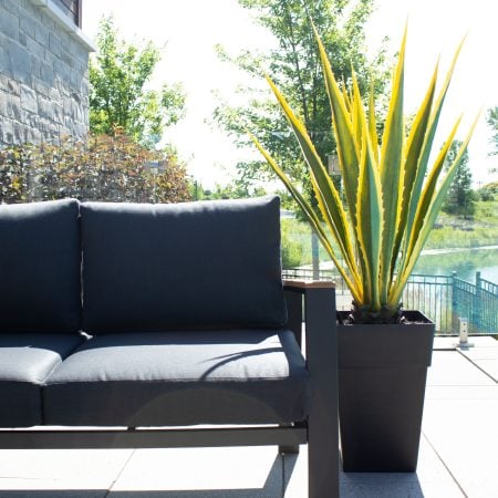 Agave jaune et verte en pot, 48