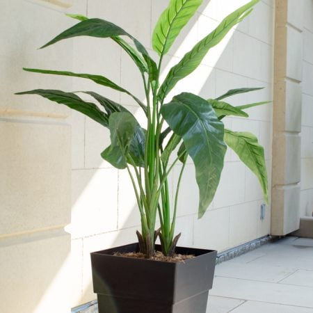 Arrangement extérieur oiseau du paradis 51 x 37