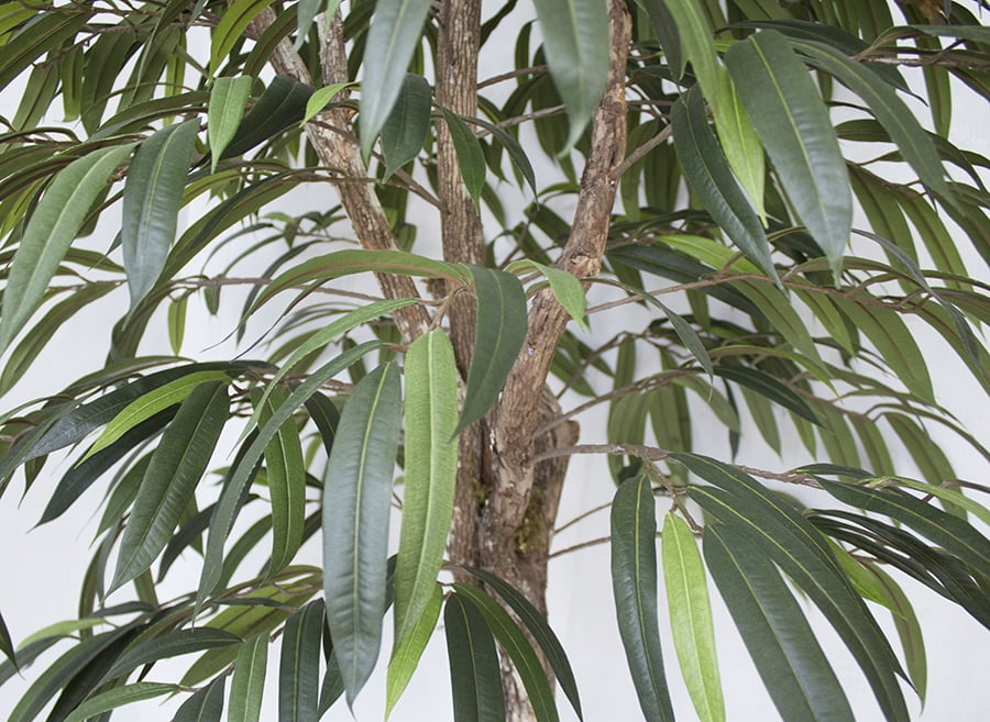 Arbre ficus alii artificiel fait main - Décors Véronneau