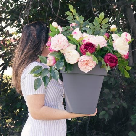 Boutons de pivoine bourgognes au toucher réel, 25