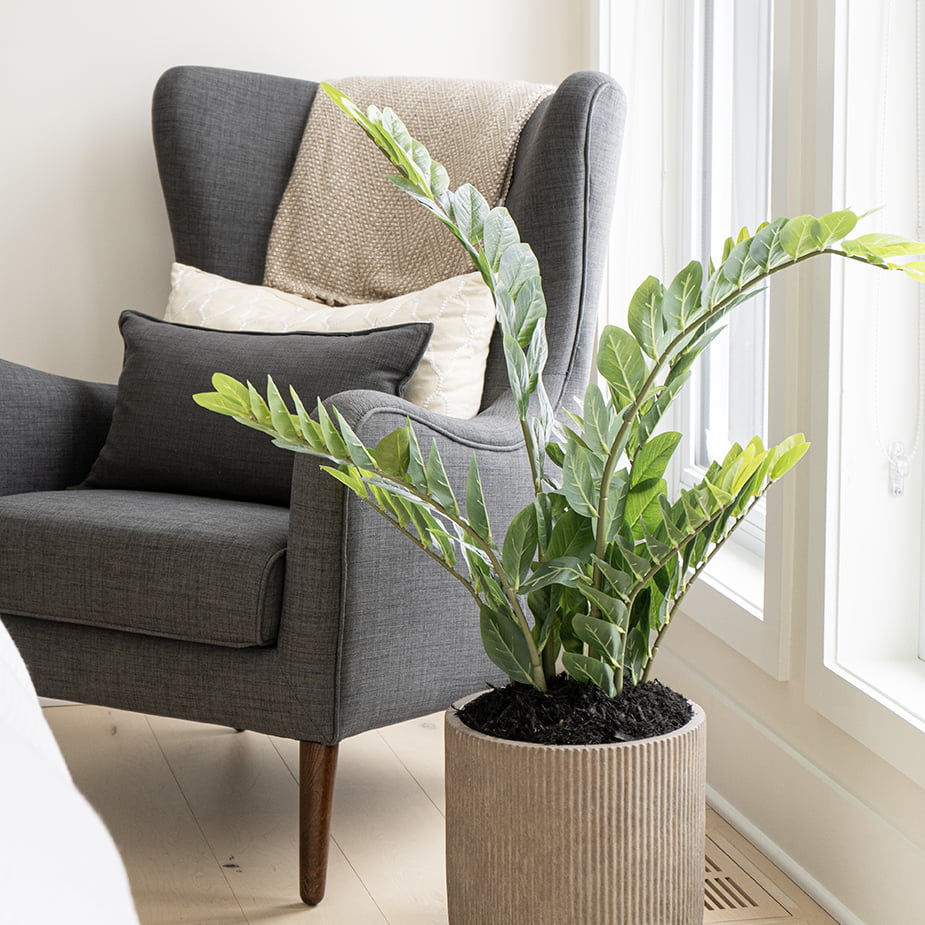 Plante artificielle zamioculcas, 51" – Image 3 - Décors Véronneau