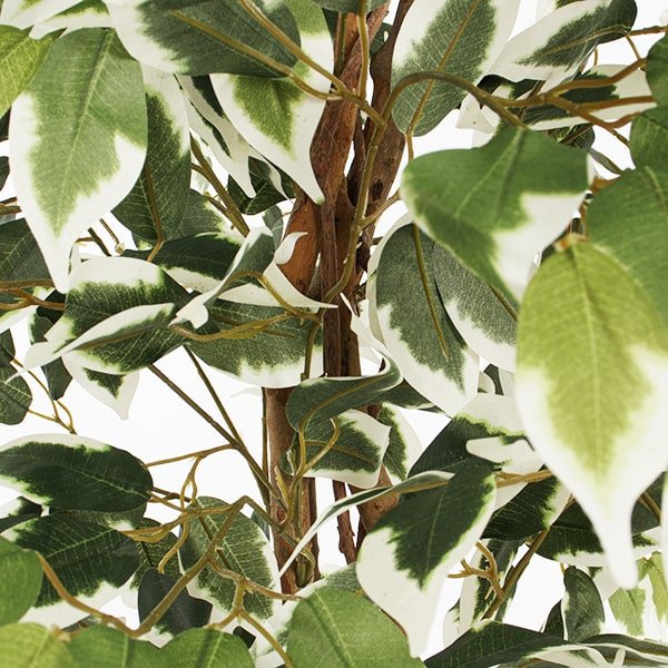 Artificial variegated ficus tree, 47'' - Image 4 - Décors Véronneau