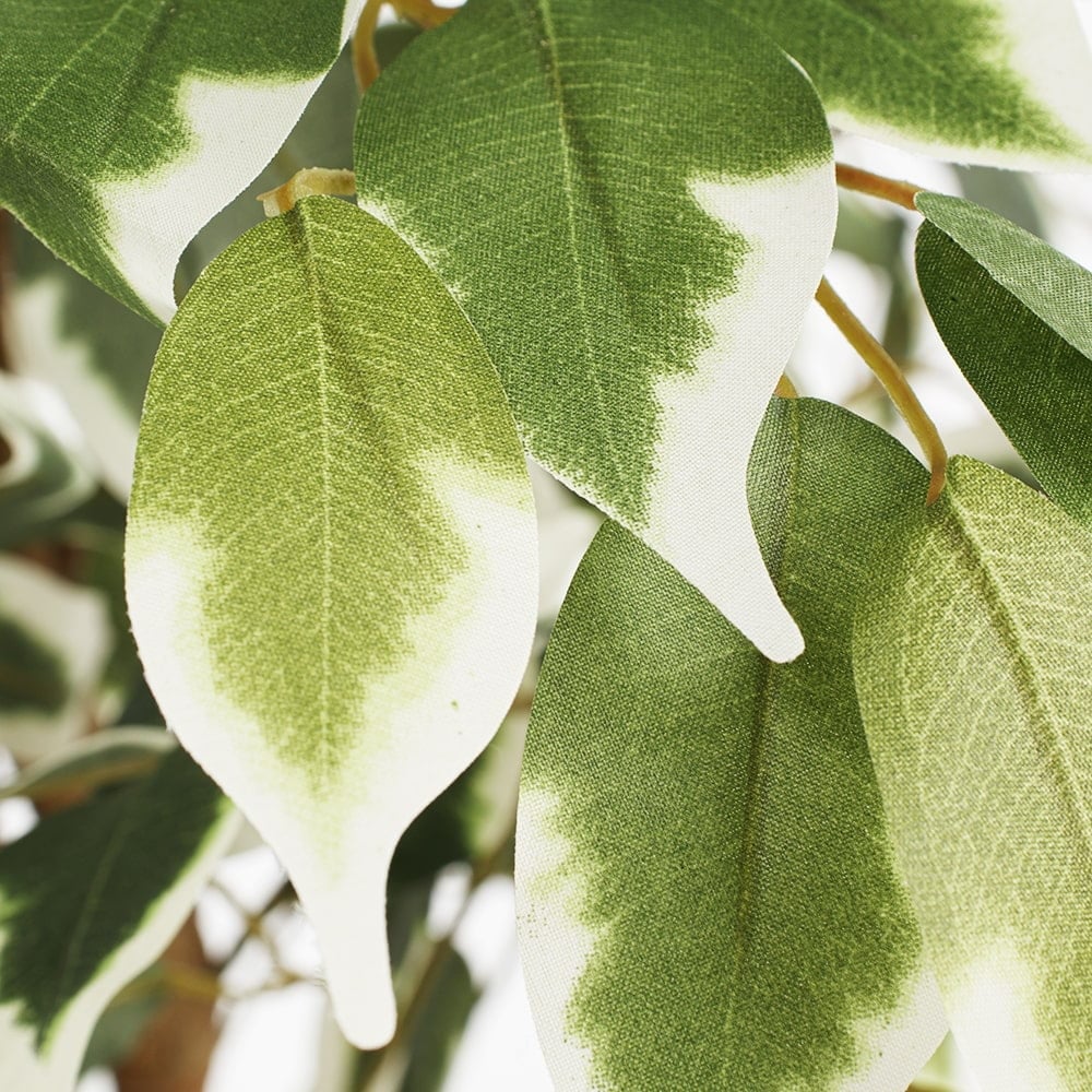 Artificial variegated ficus tree, 47'' - Image 5 - Décors Véronneau
