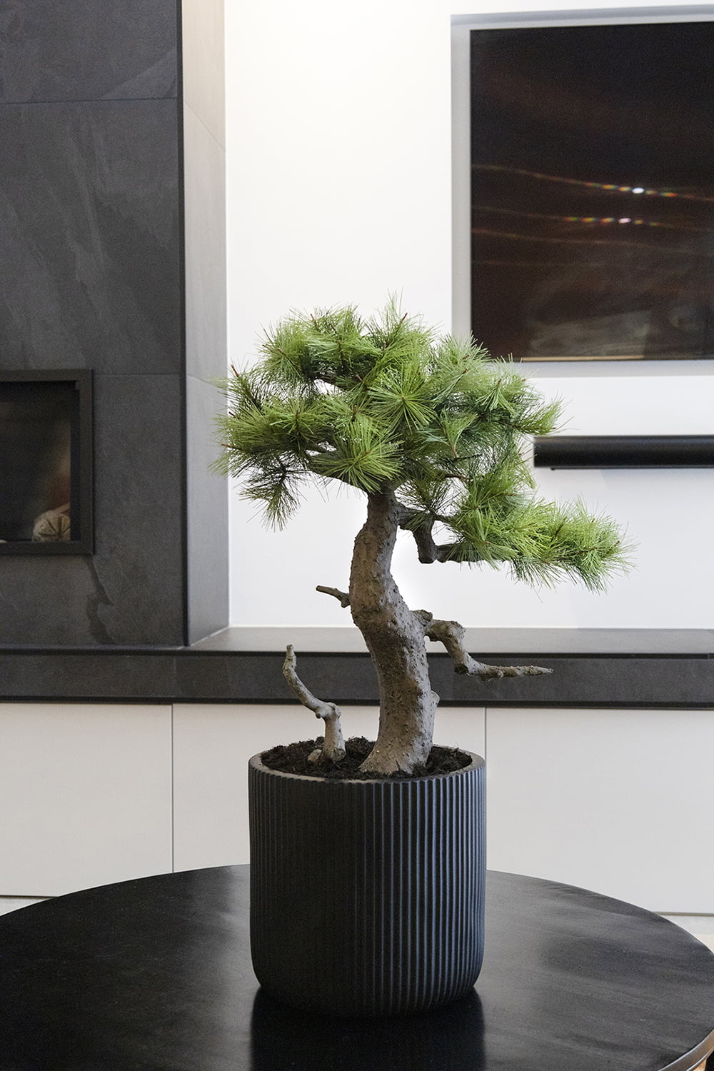 Artificial pine bonsai tree in black pot Décors Véronneau