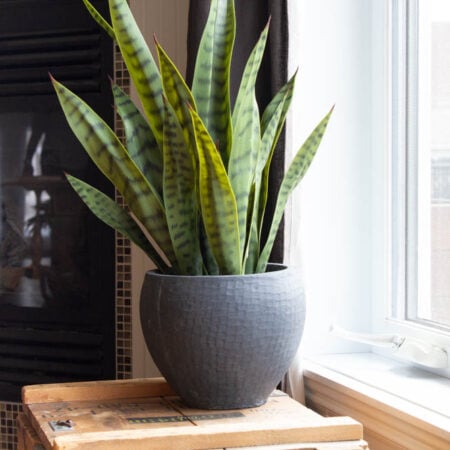 Artificial sanseveria, 24