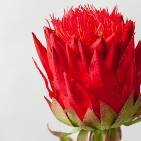 Fleur d'artichaud rouge sur tige, 33