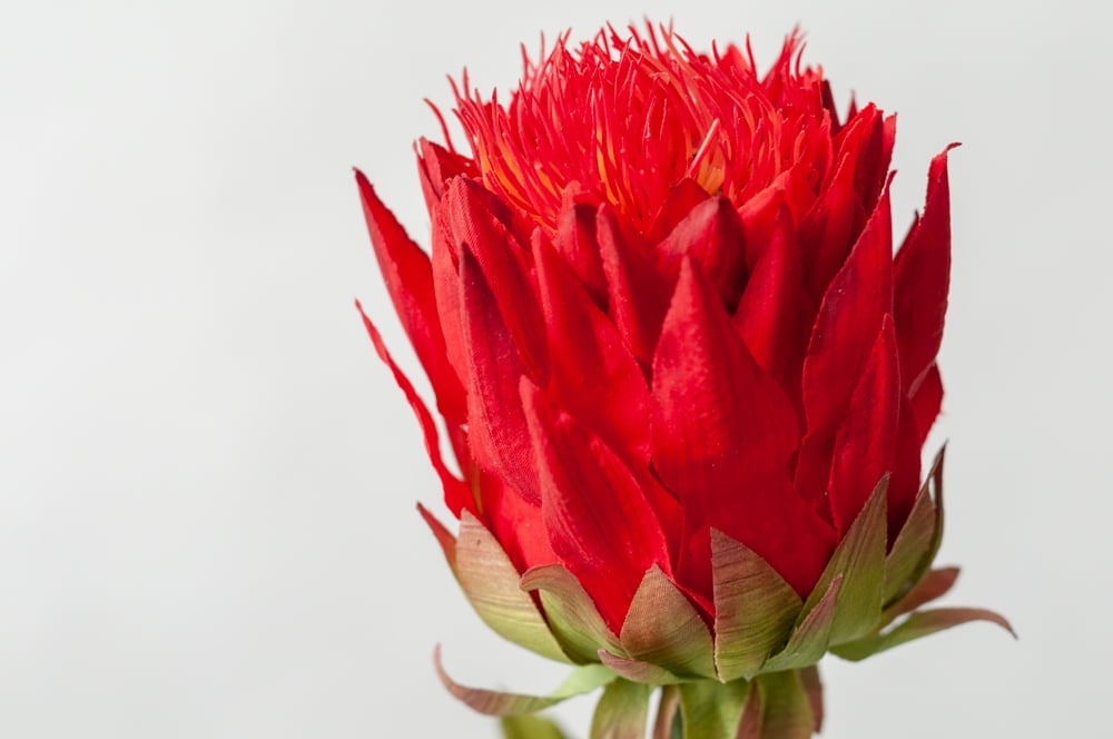 Red Artichoke Flower, 33