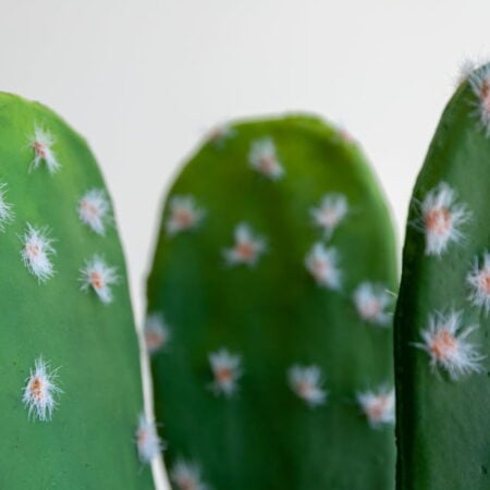 Small Potted Cactus, 15 x 8