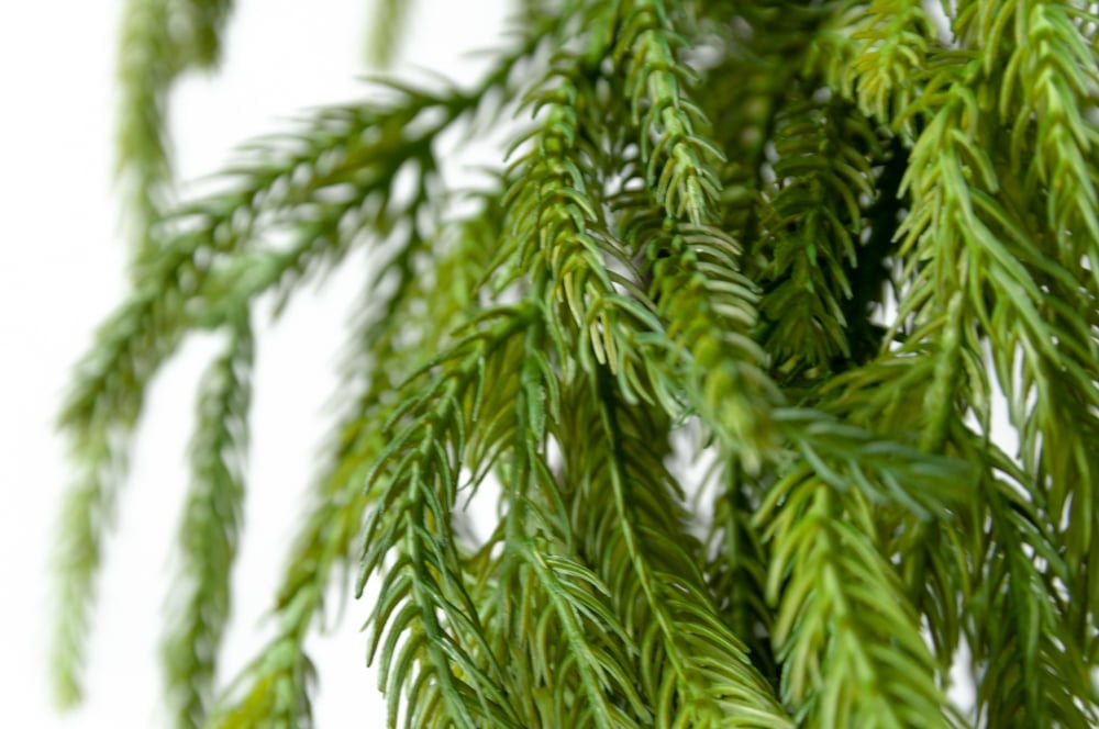 Norfolk pine garland - Décors Véronneau