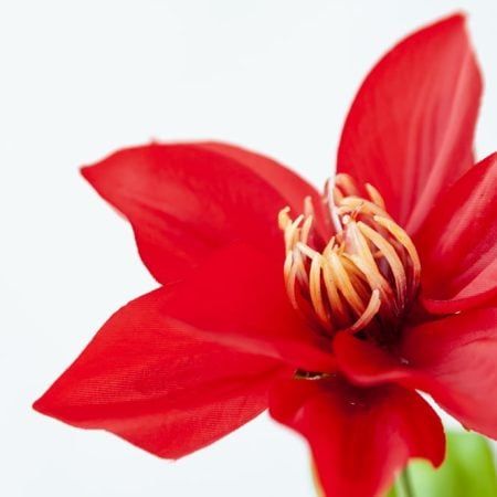 Clématite rouge sur tige 34