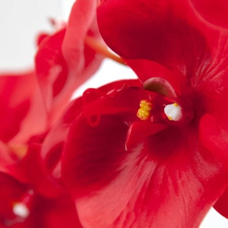 Tige de phalaenopsis rouge géante 45