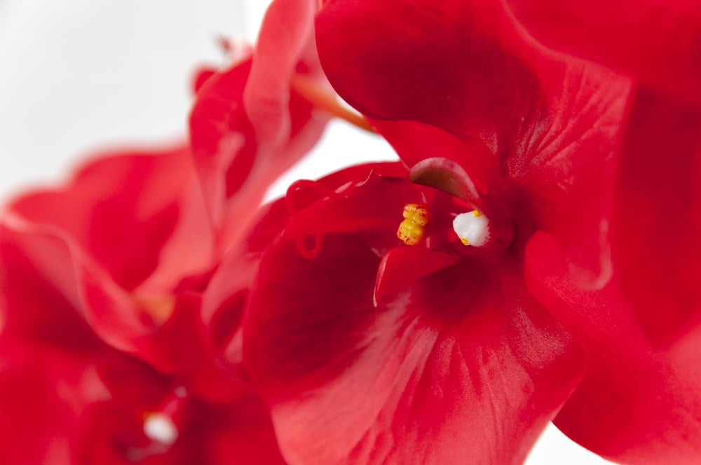 Oversized Red Phalaenopsis  Orchid, 45