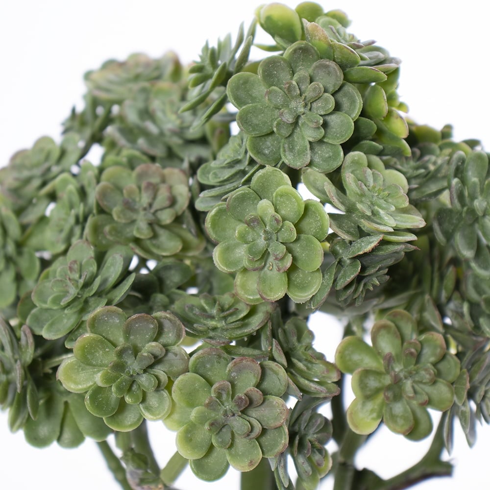 Tige de plante grasse, 9